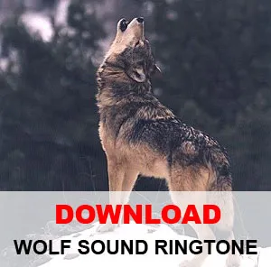 Download Wolf Howling Sound MP3 Ringtone